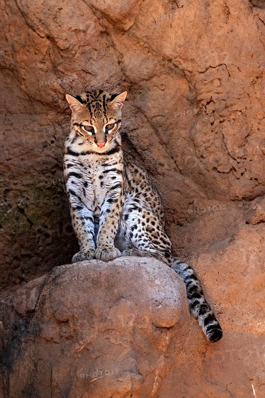 Ocelot (Leopardus pardalis), adult, sitting, at the den, alert, Sonora Desert, Arizona, North America, USA, North America