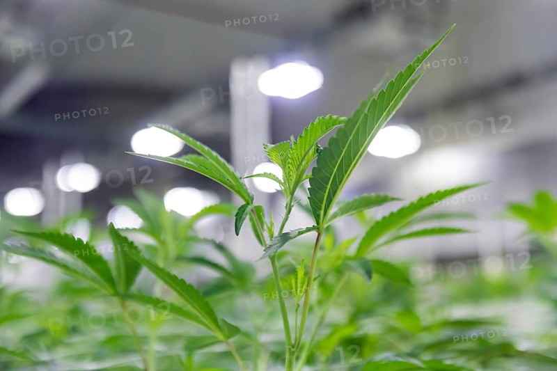 DEU/Saxony/Ebersbach The Saxon cannabis producer Demecan is now the first German company to be authorised to cultivate medicinal cannabis indefinitely under the new Cannabis Act. The company had been authorised to produce since 2019, albeit subject to conditions such as a maximum production quantity or regulated distribution. These conditions will now no longer apply, which will improve the supply situation for medicinal cannabis. The Federal Government Commissioner for Addiction and Drug Issues Burkhard Blienert and Health Minister Petra Köpping took a tour of the production facility to find out more about the production of medicinal cannabis., Federal Drug Commissioner Burghard Blienert and Health Minister Petra Köpping visit Saxon cannabis producer Demecan, Ebersbach, Saxony, Germany, Europe