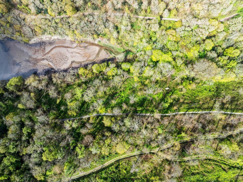 Top Down over Forest from a drone, Long Wood, River Dart, Dartmouth, Kingswear, Devon, England, United Kingdom, Europe
