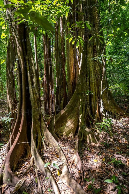 Roots of a strangler fig (Ficus americana), in the tropical rainforest, Corcovado National Park, Osa, Puntarena Province, Costa Rica, Central America