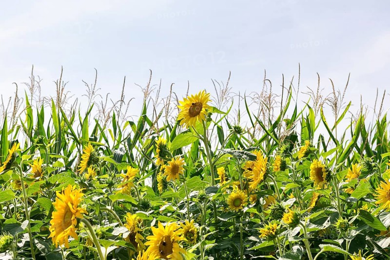 Sunflowers (Helianthus annuus) as a flowering strip on a maize field, Baden-Württemberg, Germany, Europe