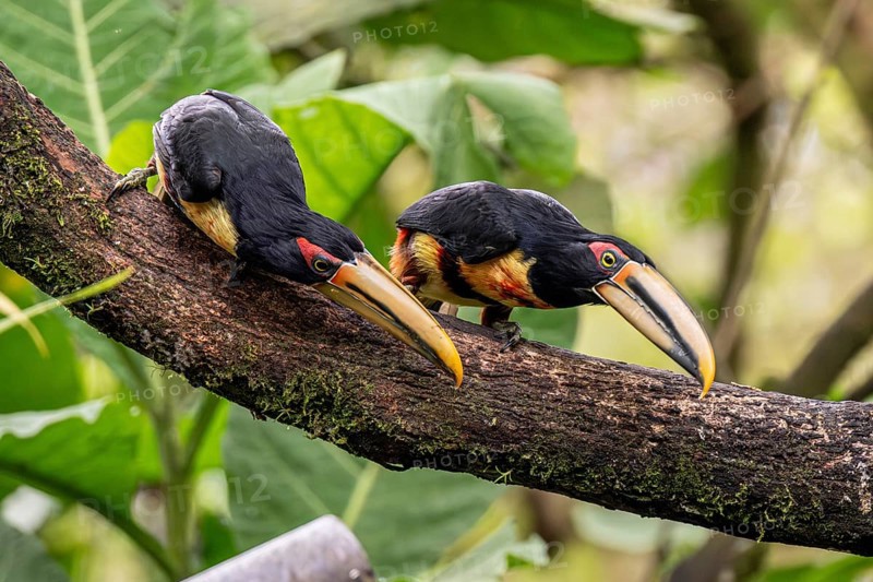 Pale-mandibled aracari (Pteroglossus erythropygius), Mindo Forest Reserve, Mindo, Ecuador, South America