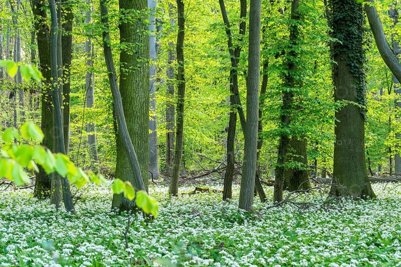 Bright forest with deciduous trees and white flowering wild garlic (Allium ursinum) . No sky. Rhine-Neckar district, Baden-Württemberg, Germany, Europe