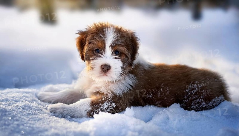KI generated, dog, dogs, puppy, one, two, three, play, snow, winter, autumn leaves, blue sky, Kromfohrländer, Fox Terrier, (Canis lupus familiaris), German dog breed, rough coat, smooth coat, studio, AI generated