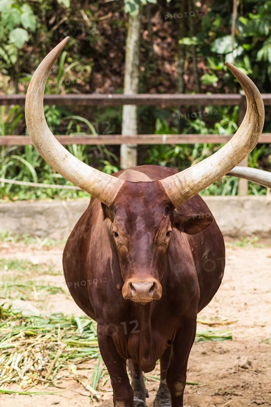 Portrait of an African bull in the zoo in Malaysia