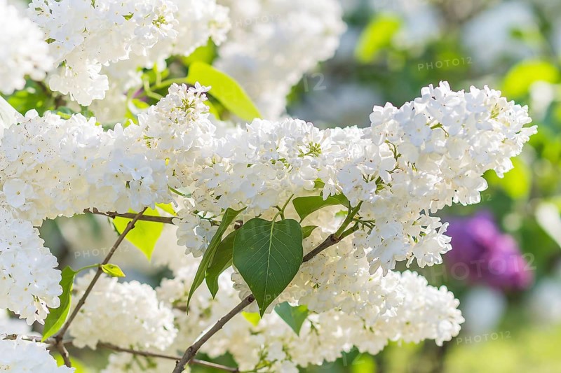 Blooming lilac in the botanical garden in spring