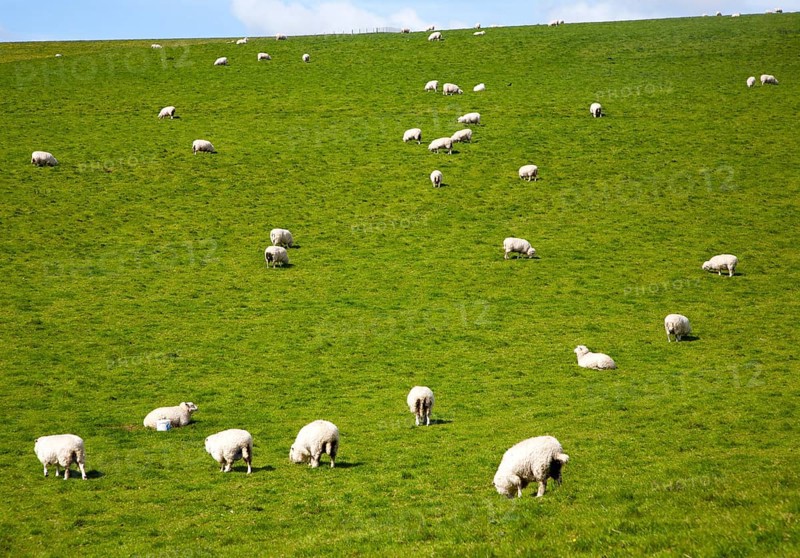 Flock of sheep grazing on calcareous grassland of chalk downland on Milk Hill, the Marlborough Downs, Wiltshire, England, United Kingdom, Europe