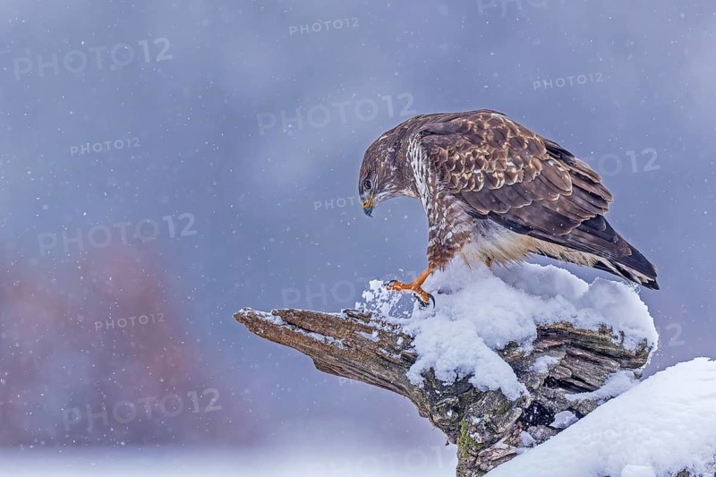 Steppe buzzard (Buteo buteo) hunting, bird of prey looking for food, hunting mice, floodplain landscape, floodplain meadows, lurking on an old tree root, UNESCO Biosphere Reserve Elbe River Landscape, Saxony-Anhalt, Germany, Europe