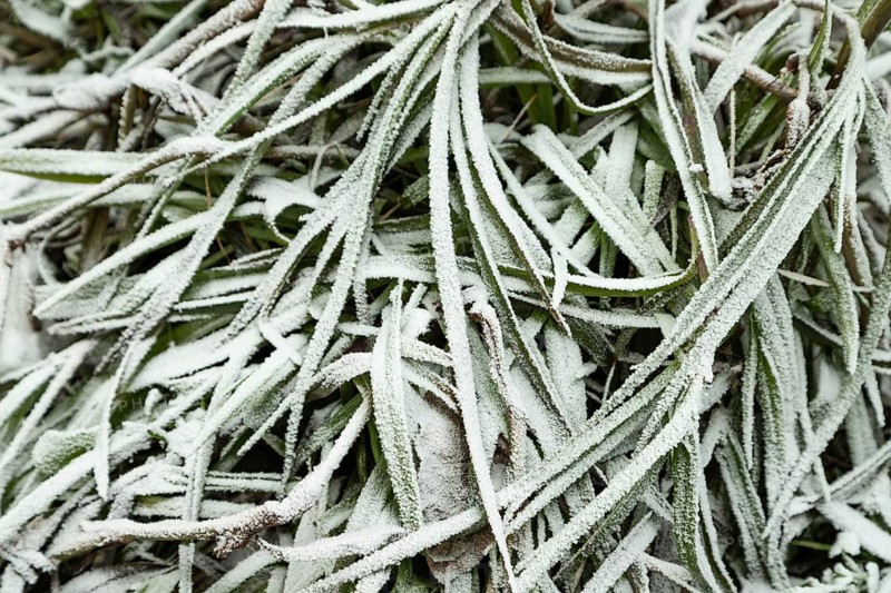 Leaves and grass covered with hoarfrost. Abstract floral background, garden and winter concept. Frost texture, close up, flat lay, top view