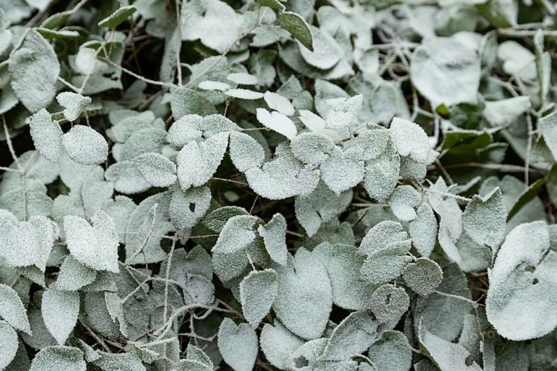 Barrenwort leaves covered with hoarfrost. Abstract floral background, garden and winter concept. Frost texture, close up, flat lay, top view