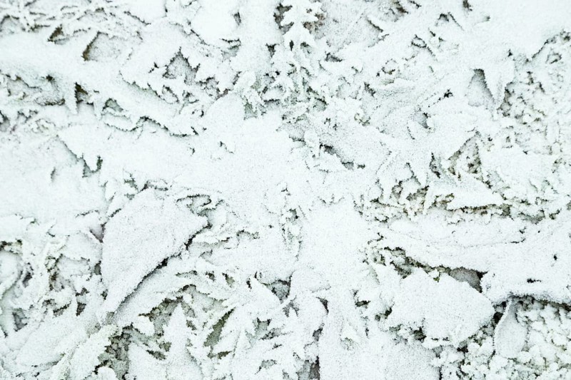 Leaves and grass covered with hoarfrost. Abstract floral background, garden and winter concept. Frost texture, close up, flat lay, top view
