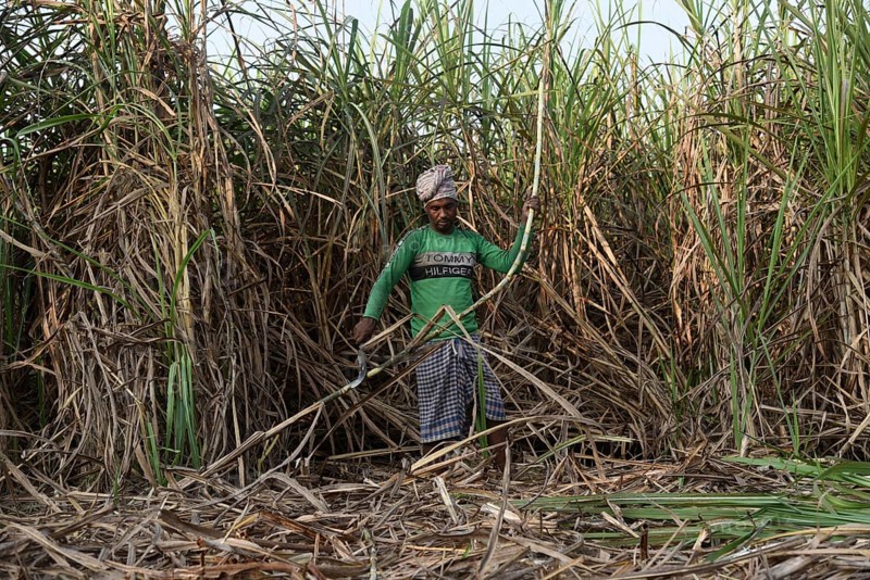 A worker cuts sugarcane for the production of Gur (jaggery) in a village on December 10, 2021 in Barpeta, Assam, India. Gur (jaggery) is a natural product of sugarcane, makes from raw, concentrated sugarcane juice, consumed in the Indian Subcontinent and Southeast Asia