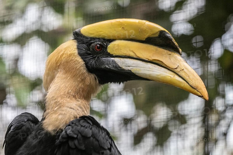 Great hornbill (Buceros bicornis), Walsrode Bird Park, Lower Saxony, Germany, Europe