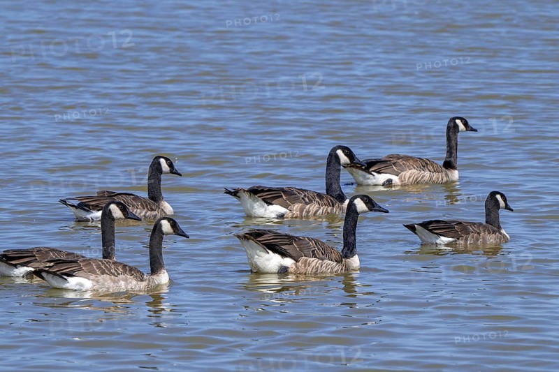 Canada goose flock, family group of Canadian geese (Branta canadensis) with juveniles swimming in lake in summer