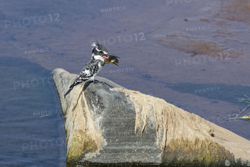 Pied kingfisher (Ceryle rudis), female, sitting on a rock, with a fish in his beak, feeding, Olifants River, Kruger National Park, South Africa, Africa