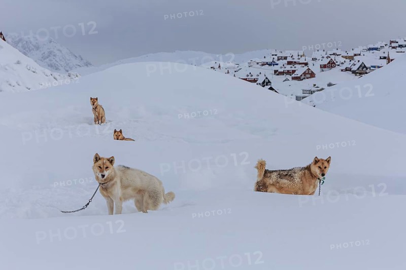 Greenland dogs in deep snow in front of Inuit settlement, Husky, Winter, Tasiilaq, East Greenland, Greenland, North America