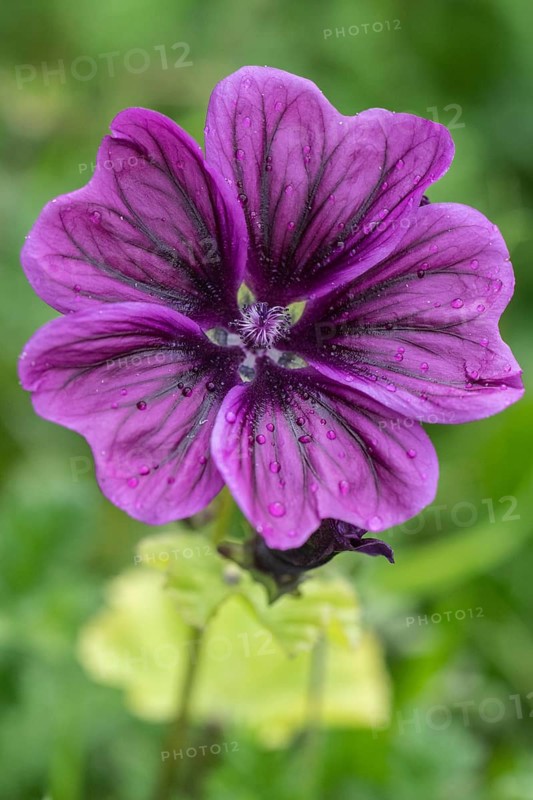 Mallow (Malva moschata), Emsland, Lower Saxony, Germany, Europe