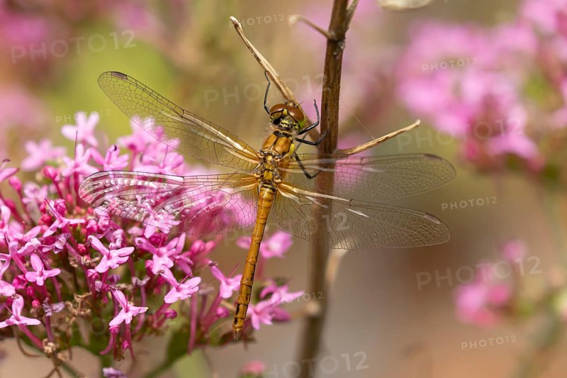 Common darter dragonfly (Sympetrum striolatum) adult female insect resting on a garden plant stem, Suffolk, England, United Kingdom, Europe