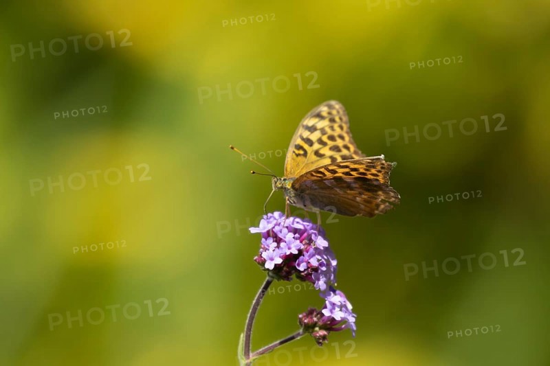 Silver-washed fritillary butterfly (Argynnis paphia) adult insect feeding on a purple garden Verbena flower, Suffolk, England, United Kingdom, Europe