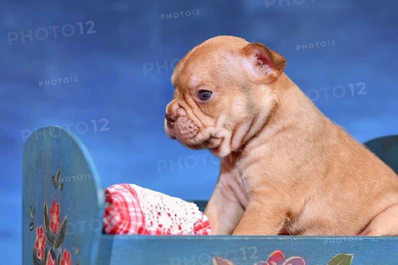 Choco Red French Bulldog dog puppy in bed in front of blue background