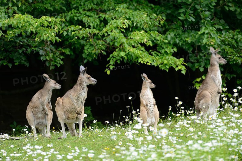 Close-up of western grey kangaroo (Macropus fuliginosus) in a flowermeadow in spring