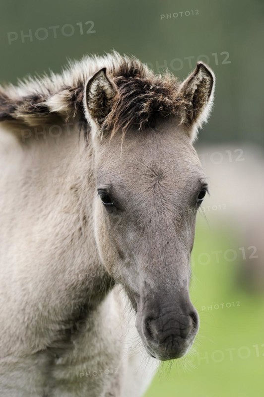 Dülmen wild horse, foal, portrait, Merfelder Bruch, Dülmen, North Rhine-Westphalia, Germany, Europe