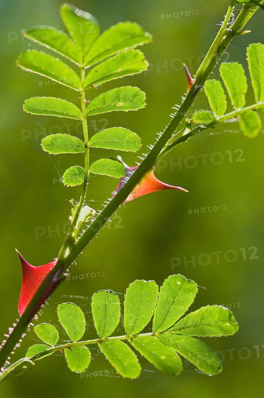 Barbed wire rose (Rosa omeiensis Pteracantha), Emsland, Lower Saxony, Germany, Europe