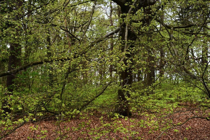 NL, Eesergroen: Spring shapes the landscape, cities and people in the province of Drenthe in the Netherlands. May green in April, forest in Drenthe, Eesergroen: Spring shapes the landscape, cities and people in the province of Drenthe in the Netherlands