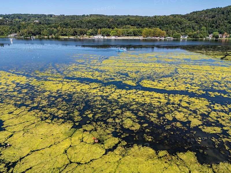 Waterweed, Elodea, an invasive species, green carpet of plants on Lake Baldeney in Essen, the fast-growing aquatic plant proliferates on large parts of the Ruhr reservoir, increased water temperatures accelerate growth, recreational boat traffic is severely impaired, Essen, North Rhine-Westphalia, Germany, Europe