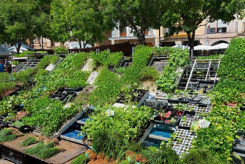 Plant display at a municipal market with outdoor stalls under trees on a sunny day, Plaza Mayor, Plasencia, Cáceres, Caceres, Extremadura, Spain, Europe