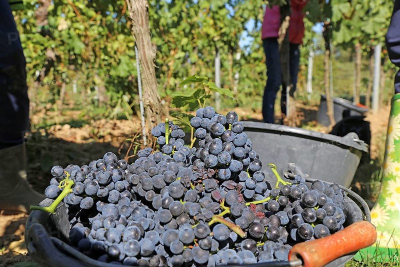 Grape grape harvest: Hand-picking Pinot Noir grapes in the Palatinate (Norbert Groß Winery, Meckenheim)