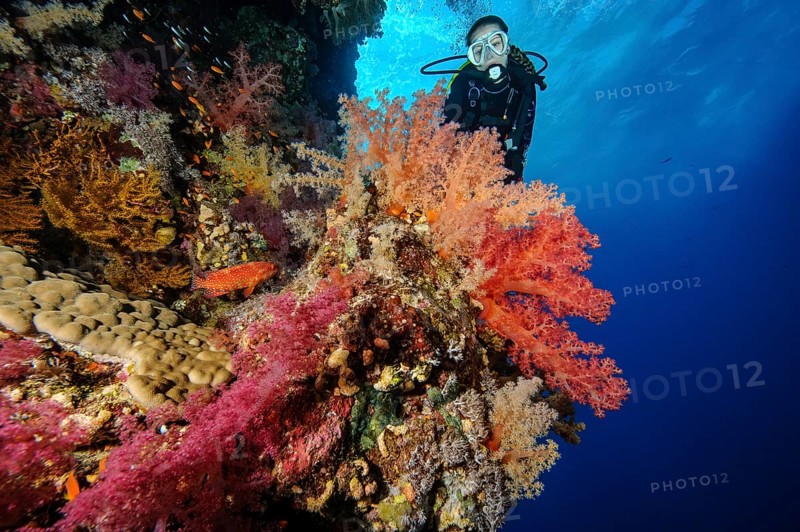 Female diver looking at reef wall drop off of colourful coral reef with soft corals (Dendronephthya), Red Sea, dive site Elphinstone Reef Reef, Egypt, Africa