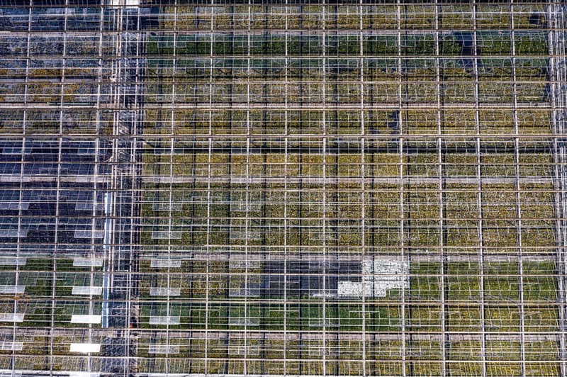 Horticultural business, greenhouse, glasshouse, various types of potted plants are grown here to be sold in flower shops, supermarkets, DIY stores, garden centres, North Rhine-Westphalia, Germany, Europe