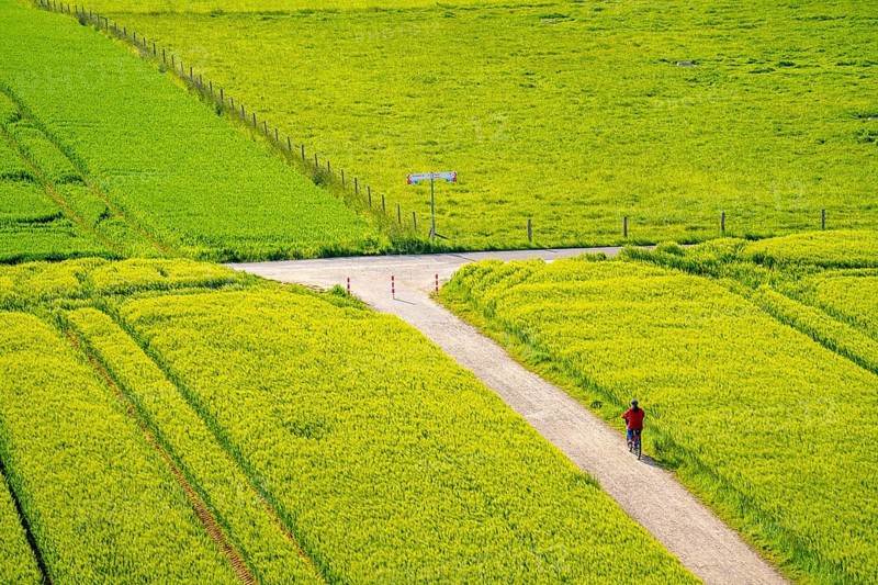 Cereal fields in spring, still green and fresh in growth, field path, cyclist, North Rhine-Westphalia, Germany, Europe