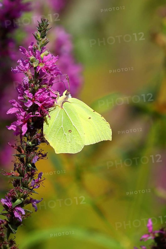 Brimstone (Gonepteryx rhamni) feeding on a flower of purple loosestrife (Lythrum salicaria), Wilnsdorf, North Rhine-Westphalia, Germany, Europe
