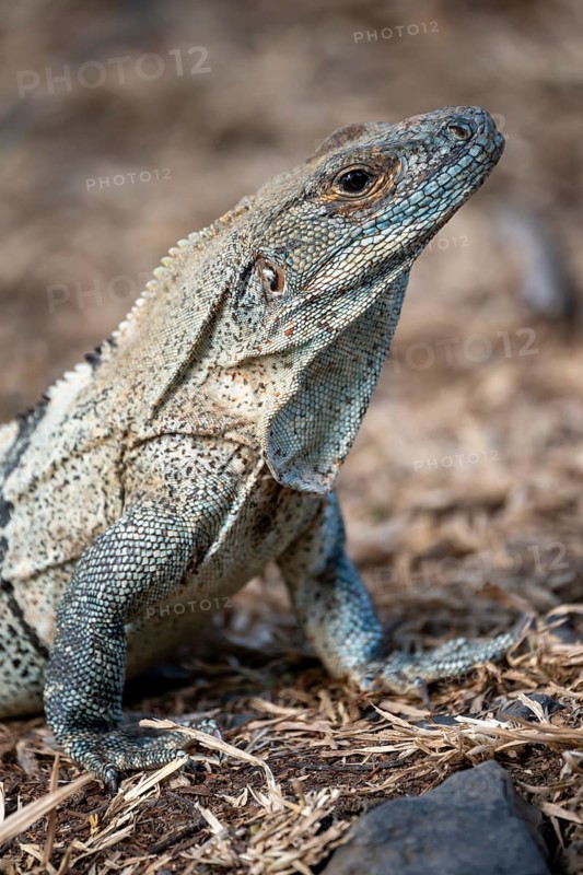 Black spiny-tailed iguana (Ctenosaura similis), adult female, Carara National Park, Tarcoles, Puntarenas Province, Costa Rica, Central America