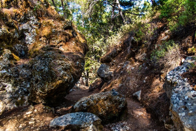 Trees in the forest, Epta Piges - The Seven Springs, Rhodes