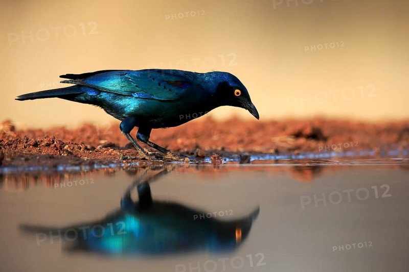 Red-shouldered Glossy Starling (Lamprotornis nitens), adult, at the water, alert, Kruger National Park, Kruger National Park, Kruger National Park South Africa