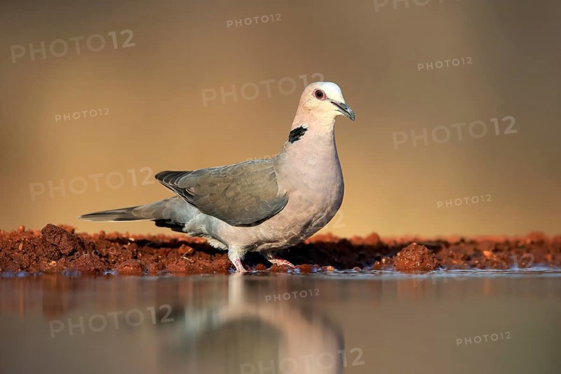 Red-eyed dove (Streptopelia semitorquata), Red-eyed Dove adult, at the water, Kruger National Park, Kruger National Park, Krugerpark, South Africa, Africa