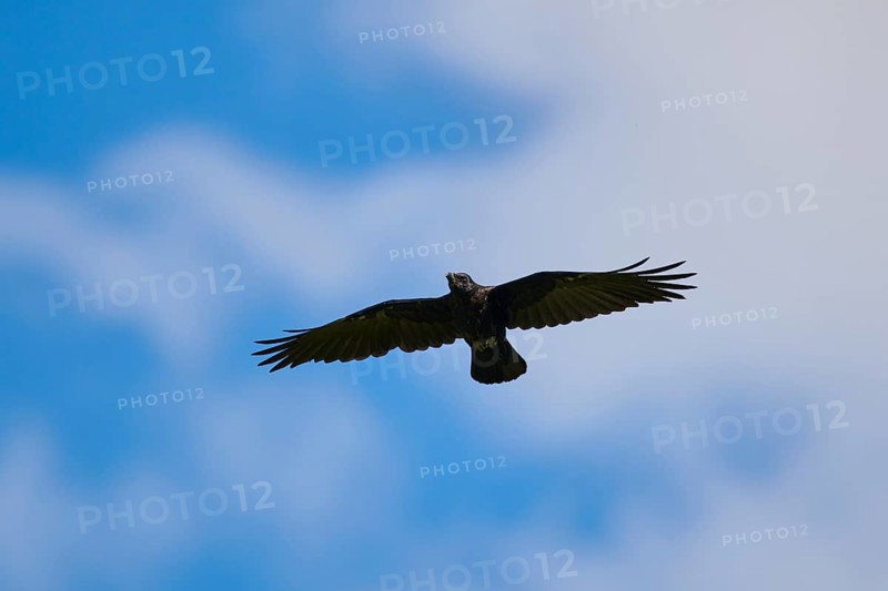 Carrion crow (Corvus corone) flying in front of the sky, Kitzbühel, Tirol, Austria, Europe
