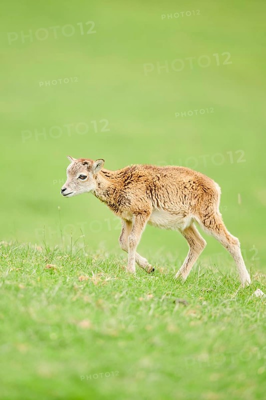 European mouflon (Ovis aries musimon) running standing on a meadow, tirol, Kitzbühel, Wildpark Aurach, Austria, Europe