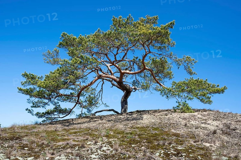 Pine (Pinus sylvestris) growing on a sandy dry grassland on a dune, UNESCO Biosphere Reserve Flusslandschaft Elbe-Mecklenburg-Vorpommern, Mecklenburg-Vorpommern, Germany, Europe