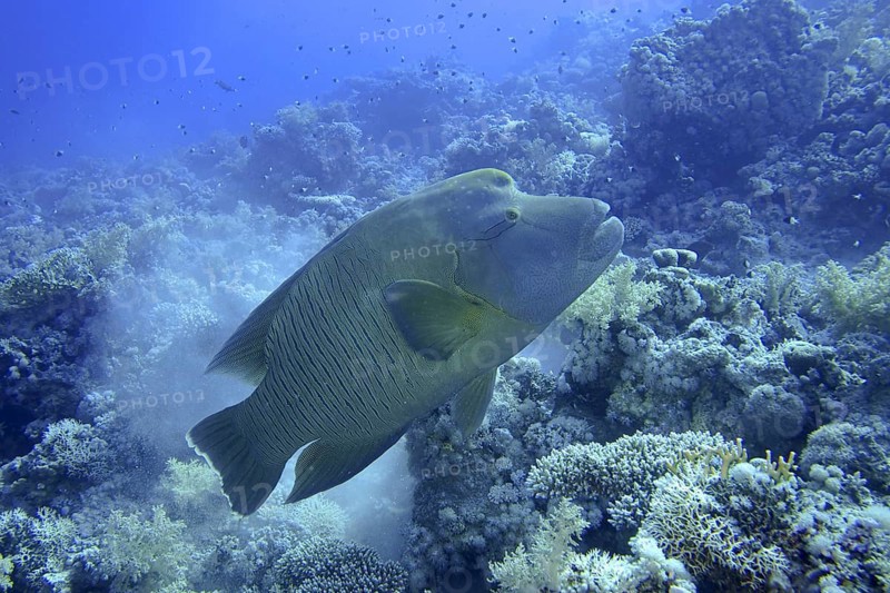 Napoleon wrasse (Cheilinus undulatus) against the light. Dive site Ras Mohammed National Park, Sinai, Egypt, Red Sea, Africa