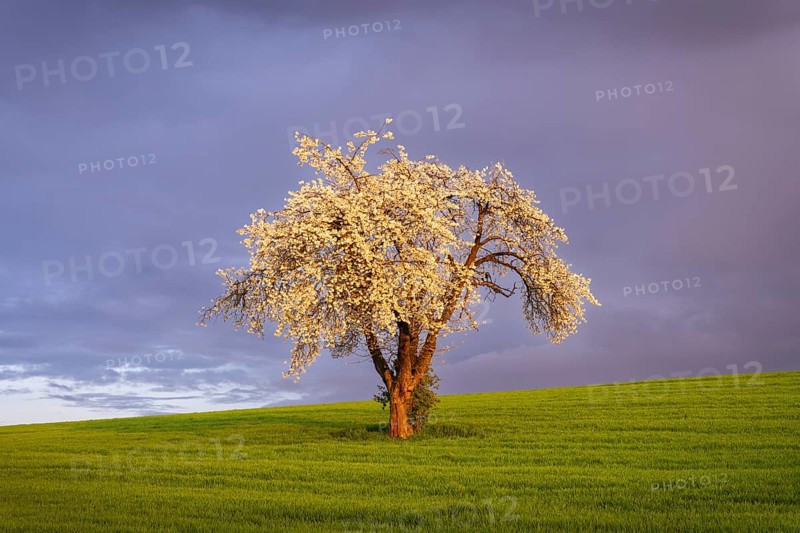 A white blossoming fruit tree in a meadow in spring. Sunshine, clouds, golden hour. Rhine-Neckar district, Baden-Württemberg, Germany, Europe