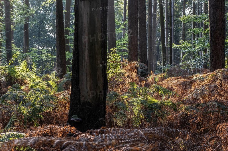 Bracken fern (Pteridium aquilinum) in spruce forest, Emsland, Lower Saxony, Germany, Europe
