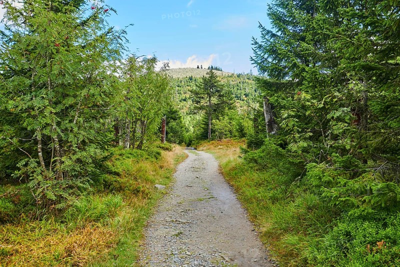 Hiking trail to Mount Lusen in late summer, Bavarian Forest, Bavaria, Germany, Europe