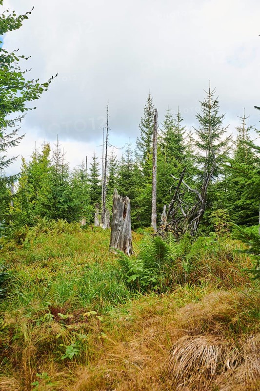 Vegetation with Norway spruce (Picea abies) and colored European blueberry (Vaccinium myrtillus) on Mount Lusen in late summer, Bavarian Forest, Bavaria, Germany, Europe