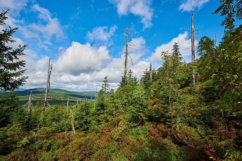 Vegetation with Norway spruce (Picea abies) and colored European blueberry (Vaccinium myrtillus) on Mount Lusen in late summer, Bavarian Forest, Bavaria, Germany, Europe