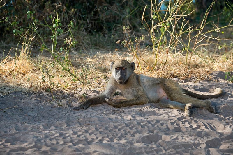 A single baboon lies in the sand and rests in a shady area, chacma baboon (Papio ursinus), Kasane, Chobe River National Park, Botswana, Africa