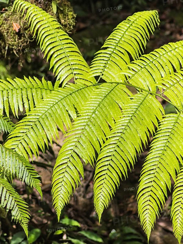 Bright green fern leaves in a botanical garden.Malaysia